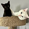 black_cat, white_cat, kitten, cat_tree, indoor, pet, feline, curious, cute, animal, companion, cat_fur, blue_eyes, whiskers, playful, cozy, carpeted, resting, young_cat, close_up