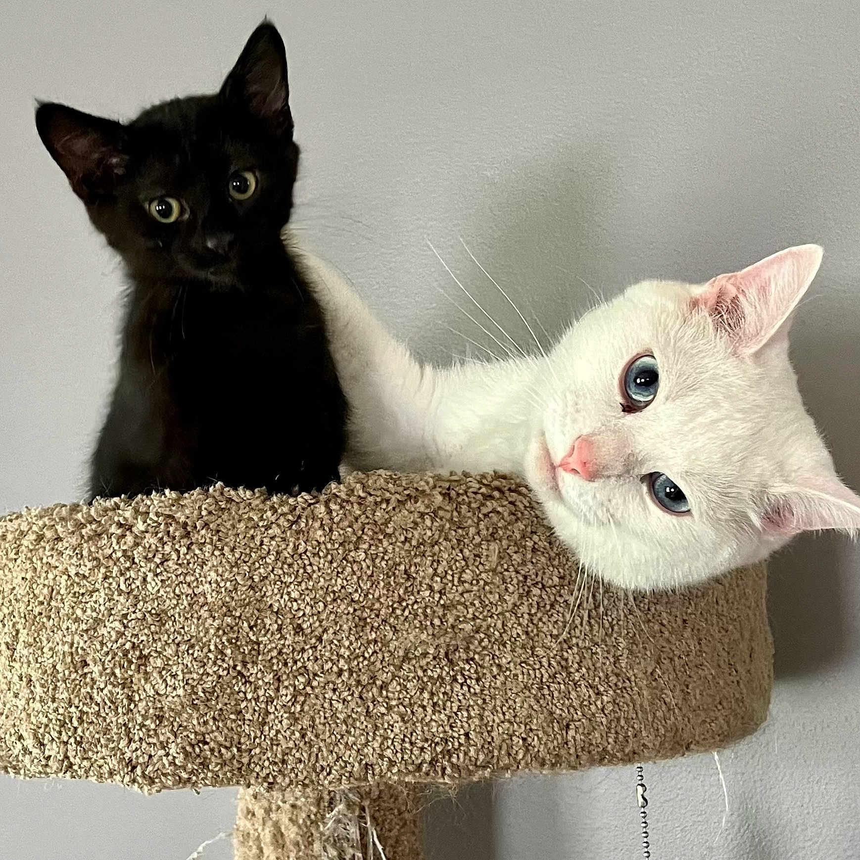 Snowball And Moz is registered to the contest to win money with this photo: black_cat, white_cat, kitten, cat_tree, indoor, pet, feline, curious, cute, animal, companion, cat_fur, blue_eyes, whiskers, playful, cozy, carpeted, resting, young_cat, close_up