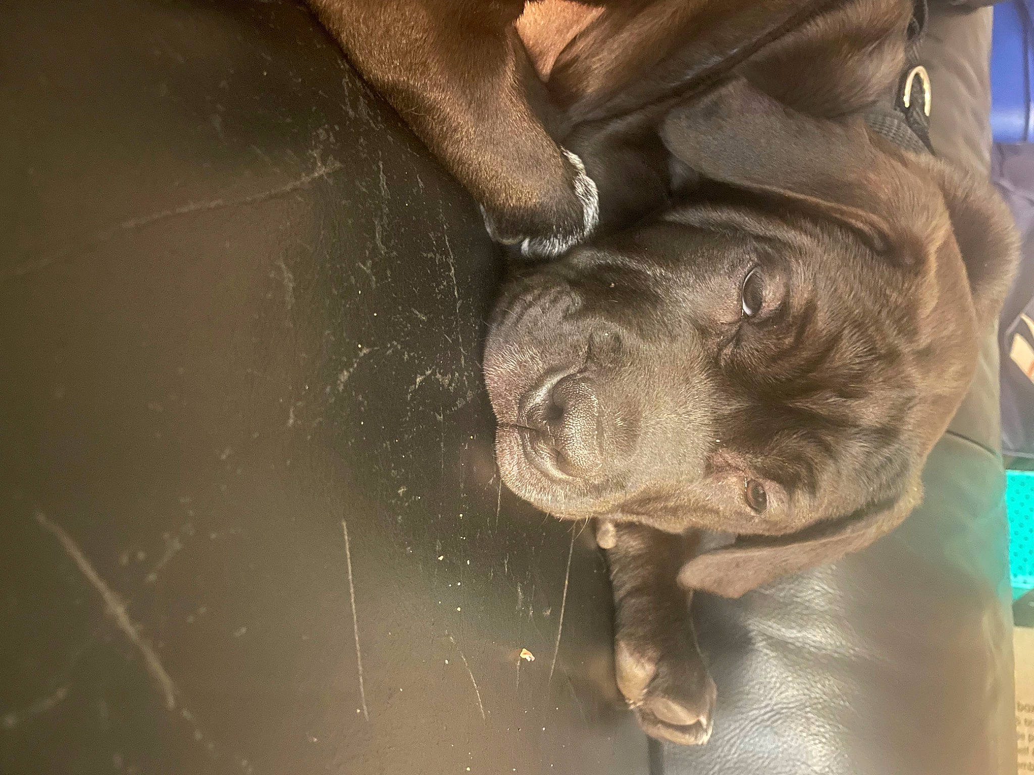 Bailey joined the competition — help win amazing prizes! canidae, carnivore, dog, dog_breed, fawn, fur, gesture, human_leg, jaw, liver, metal, snout, sporting_group, suidae, terrestrial_animal, whiskers, wildlife, wood, working_animal, wrinkle