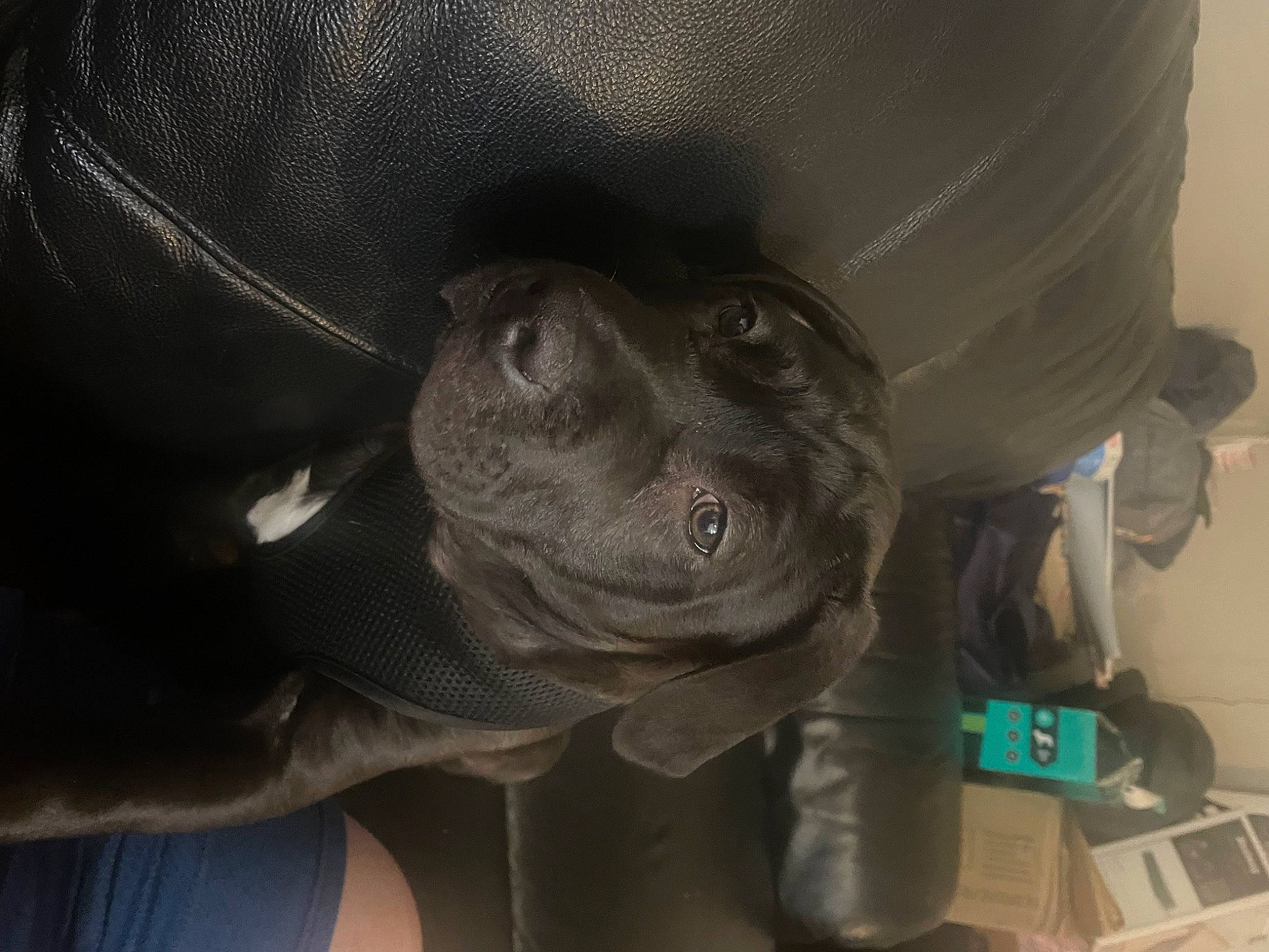 Bailey joined the competition — help win amazing prizes! auto_part, carnivore, comfort, dog, dog_breed, grey, guard_dog, hat, jaw, personal_protective_equipment, snout, sporting_group, whiskers, working_animal, wrinkle
