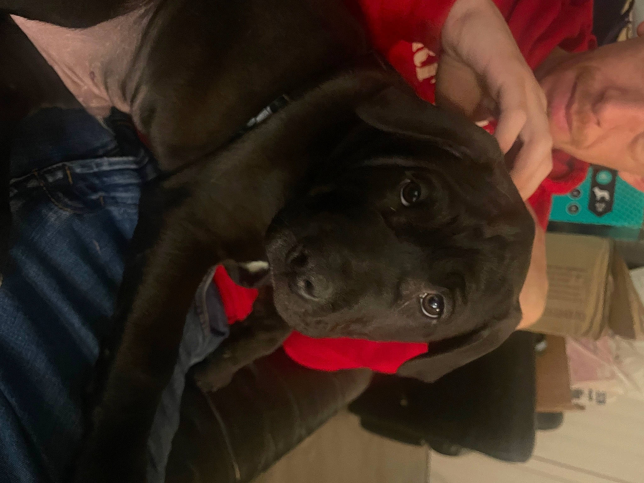 Bailey is registered to the contest to win money with this photo: borador, canidae, carnivore, collar, comfort, companion_dog, dog, dog_breed, dog_collar, fawn, guard_dog, gun_dog, hunting_dog, nail, non_sporting_group, personal_protective_equipment, sporting_group, working_animal