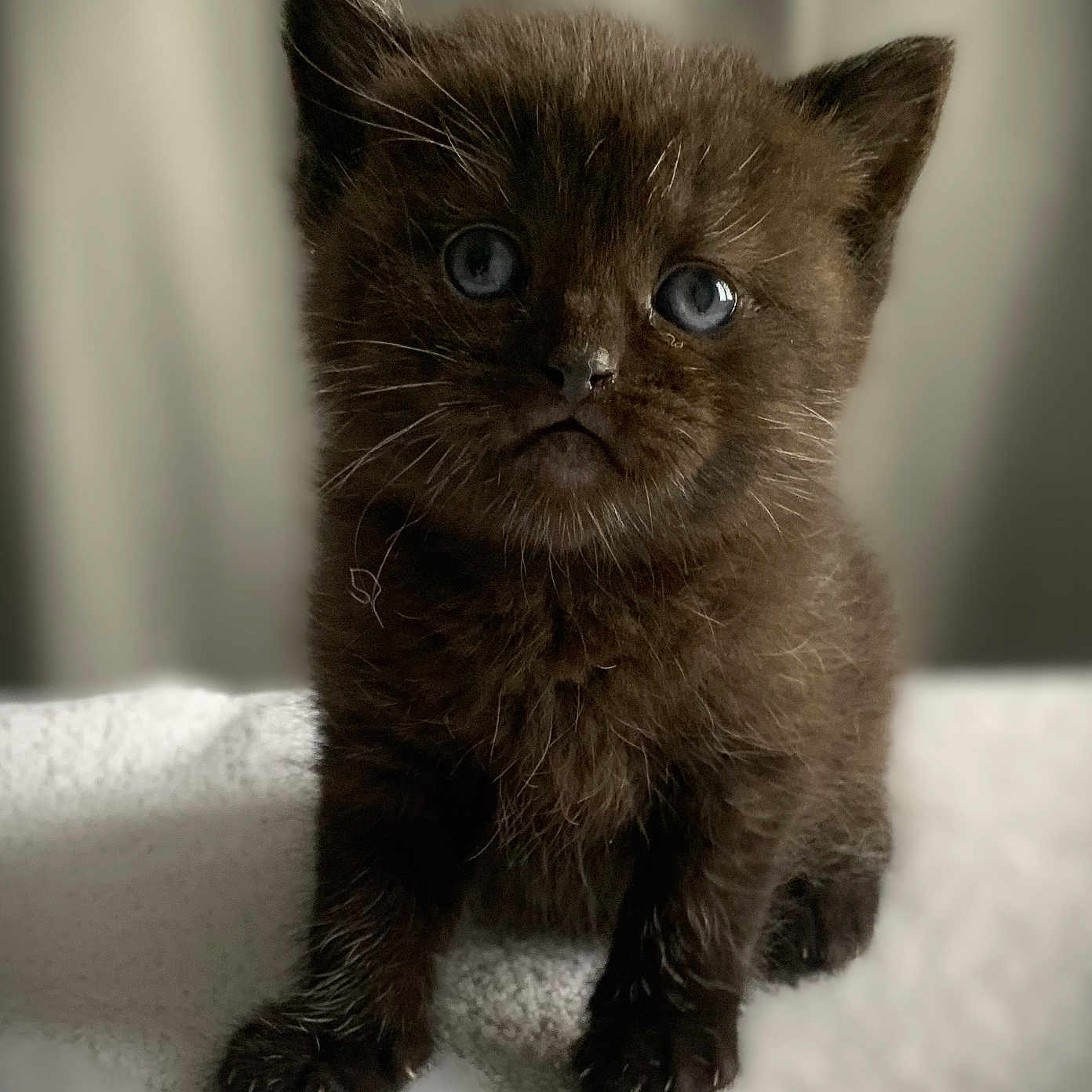 Pinky participe au concours pour gagner de l'argent avec cette photo : adorable, animal, black_cat, blue_eyes, cat, closeup, curious, cute, feline, fluffy, fur, indoor, kitten, pet, portrait, sitting, small, soft, whiskers, young