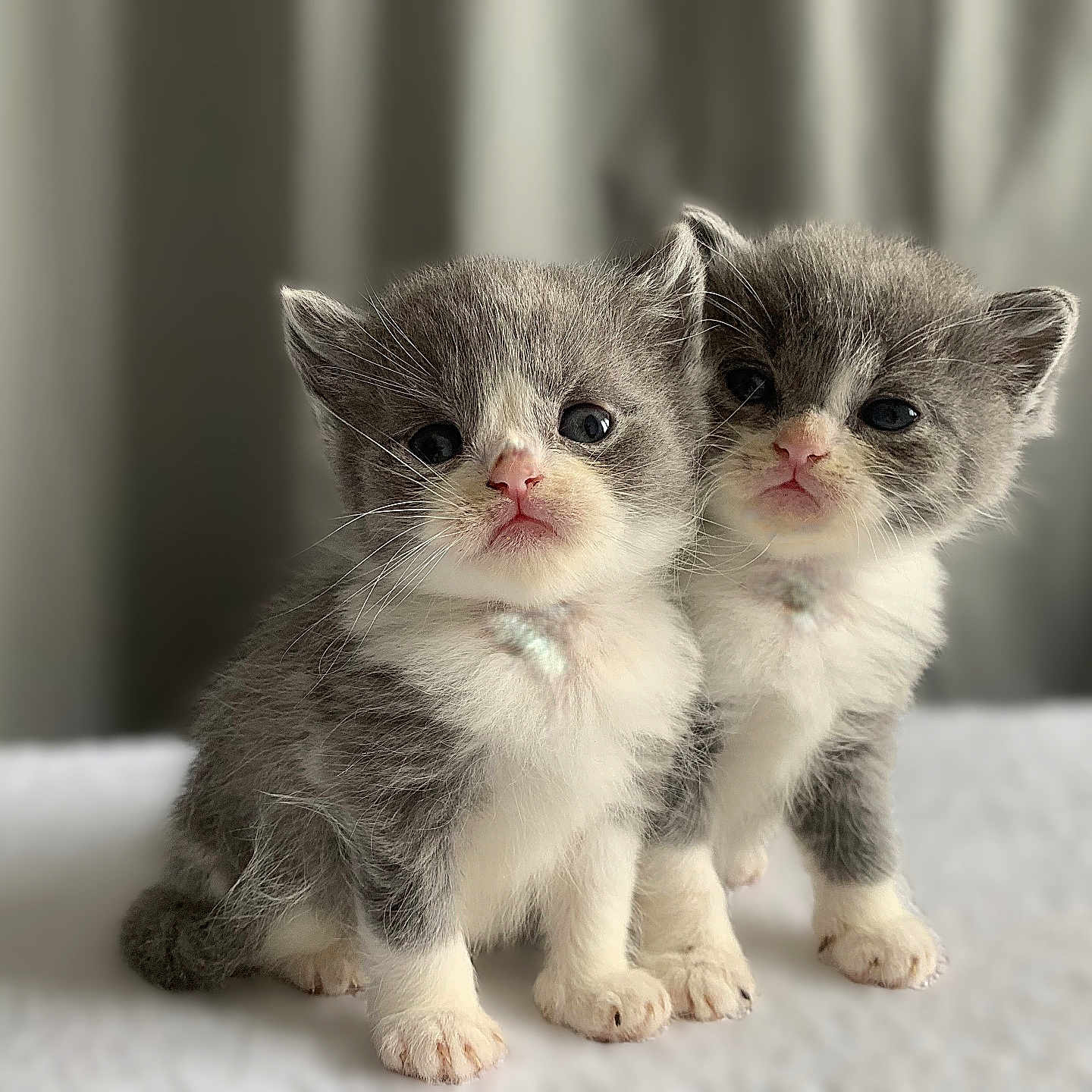 Tom Et Jerry a rejoint le concours — aidez-le/la à gagner de superbes lots ! adorable, animal, background_blur, cat, close_up, cute, domestic_cat, feline, fur, gray, indoor, kitten, pets, sitting, small, soft, two, whiskers, white, young