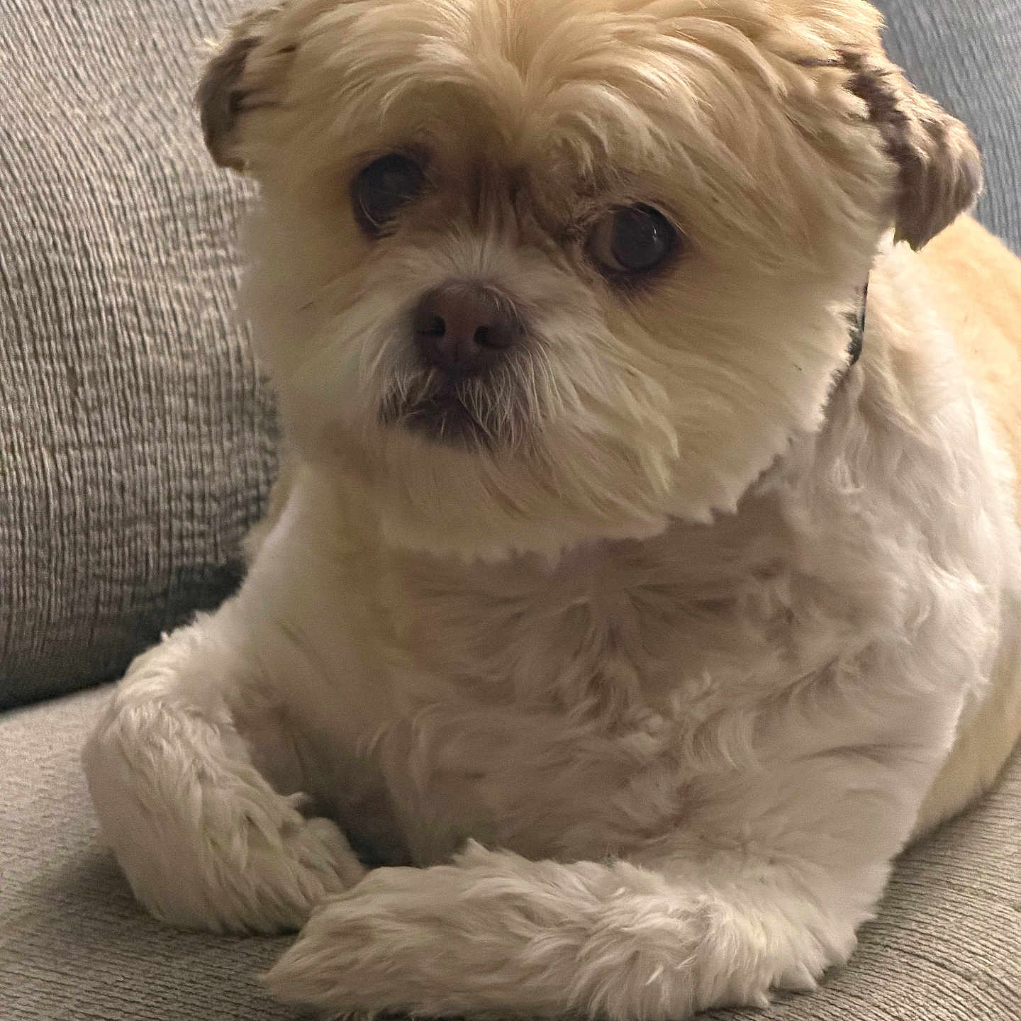 Louie