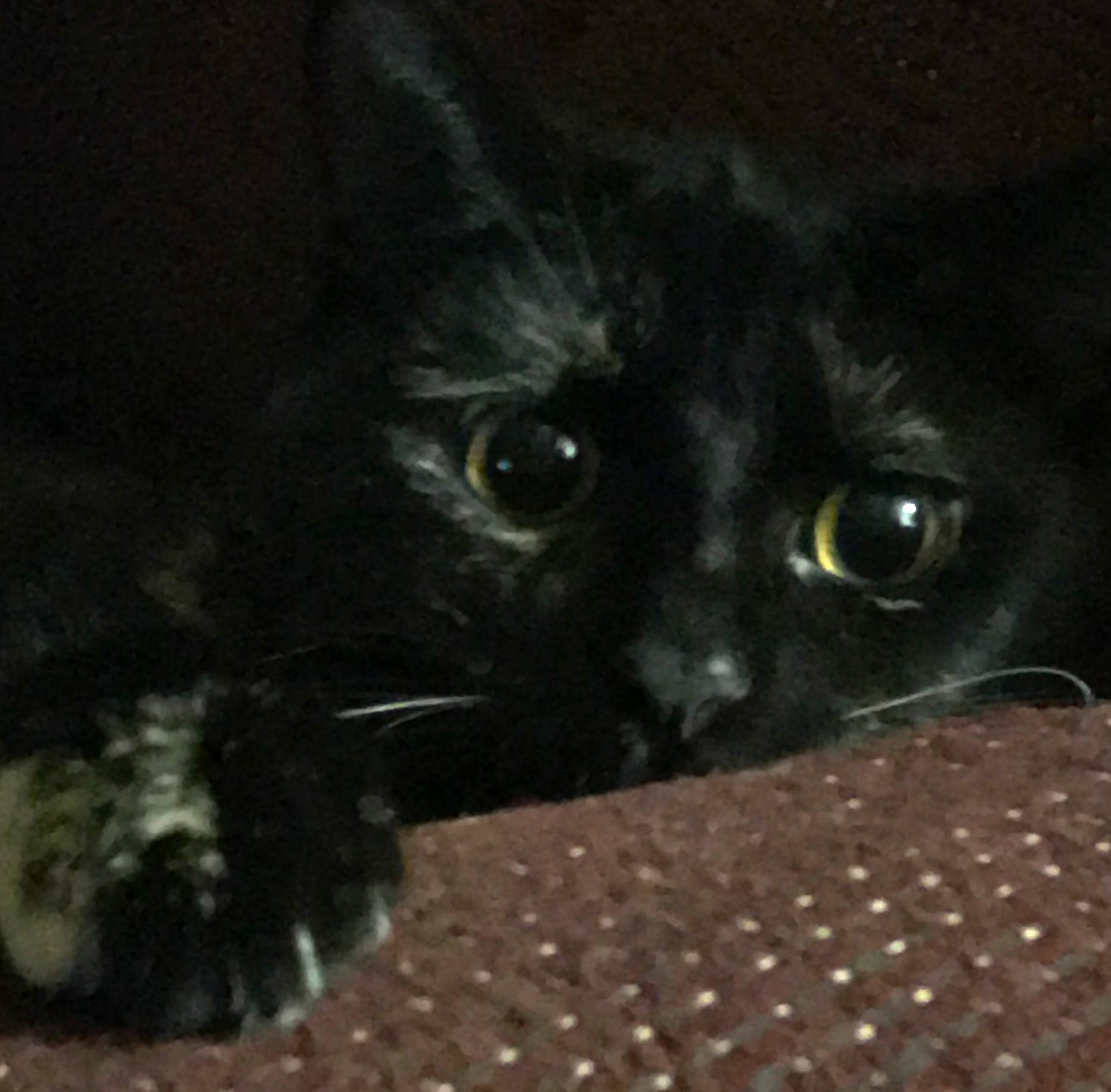 Birdie is registered to the contest to win money with this photo: black_cat, bombay, carnivore, cat, claw, darkness, domestic_short_haired_cat, felidae, fur, iris, paw, small_to_medium_sized_cats, snout, tail, terrestrial_animal, whiskers