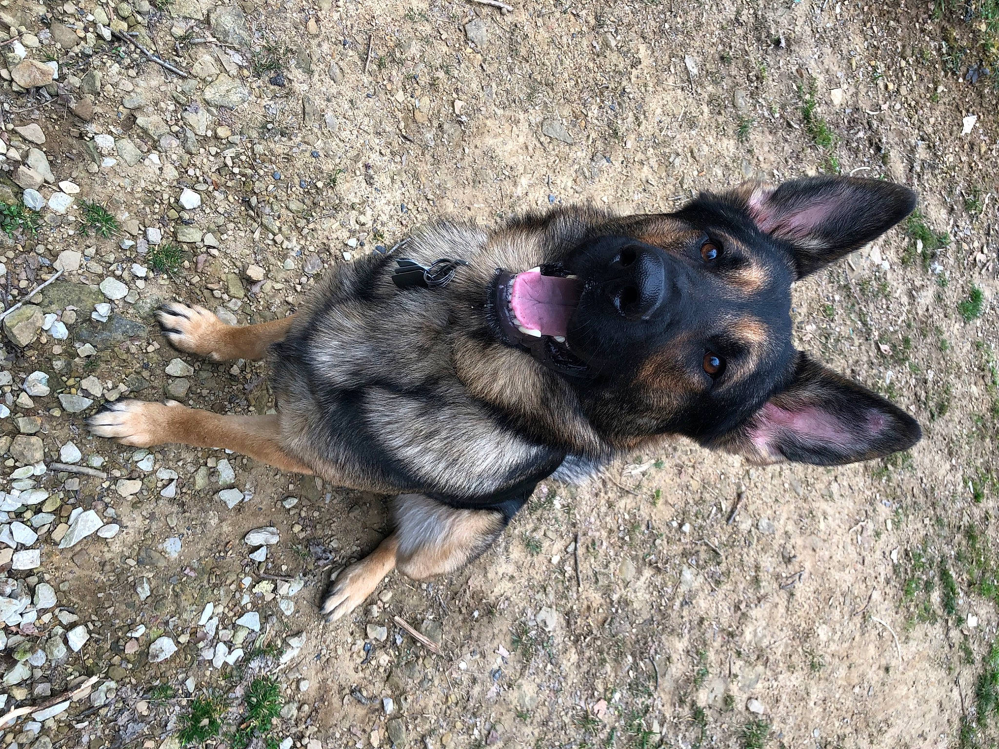 Diesel is registered to the contest to win money with this photo: canidae, carnivore, companion_dog, dog, dog_breed, fawn, grass, guard_dog, old_german_shepherd_dog, paw, snout, soil, sporting_group, street_dog, terrestrial_animal, vertebrate, working_animal, working_dog