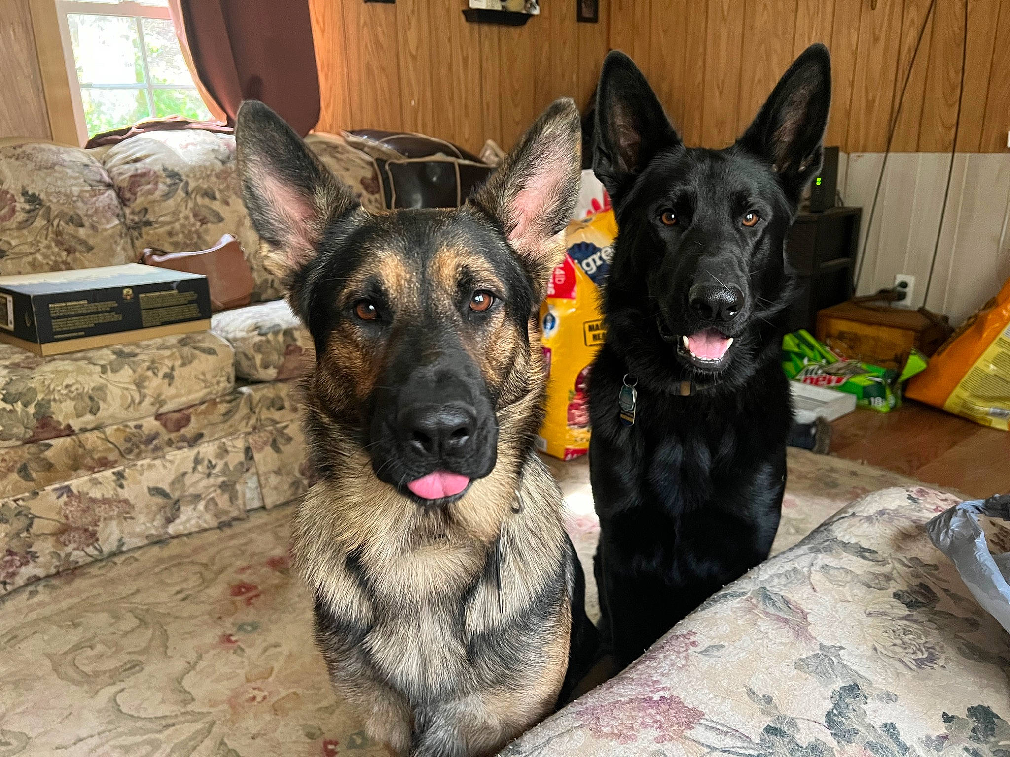 Coal is registered to the contest to win money with this photo: canidae, carnivore, companion_dog, couch, curtain, dog, dog_breed, fawn, fur, german_shepherd_dog, guard_dog, herding_dog, snout, sporting_group, whiskers, window, working_animal, working_dog