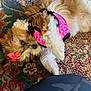 Ellie joined the competition — help win amazing prizes! dog, puppy, pink_bow, pink_harness, carpet, patterned_carpet, fluffy, small_dog, pet, cute, playful, lying_down, fur, indoor, animal, adorable, closeup, relaxed, toy, companion