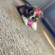 Ellie is registered to the contest to win money with this photo: dog, puppy, carpet, bow, pink, pet, indoor, furry, animal, small, collar, blurred, cute, lying_down, floor, domestic, fur, accessory, home, young