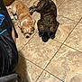 dog, sleeping, floor, tile_floor, indoor, brown_dog, tan_dog, pet, animal, resting, furry, cute, companion, laying_down, quiet, cozy, home, relaxed, two_dogs, paw