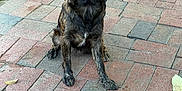 Rex joined the competition — help win amazing prizes! dog, puppy, brindle, sitting, outdoor, pavement, brick, pet, animal, canine, ears, fur, black, brown, cute, attention, trash_bin, sidewalk, waiting, young