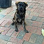 dog, puppy, brindle, sitting, outdoor, pavement, brick, pet, animal, canine, ears, fur, black, brown, cute, attention, trash_bin, sidewalk, waiting, young