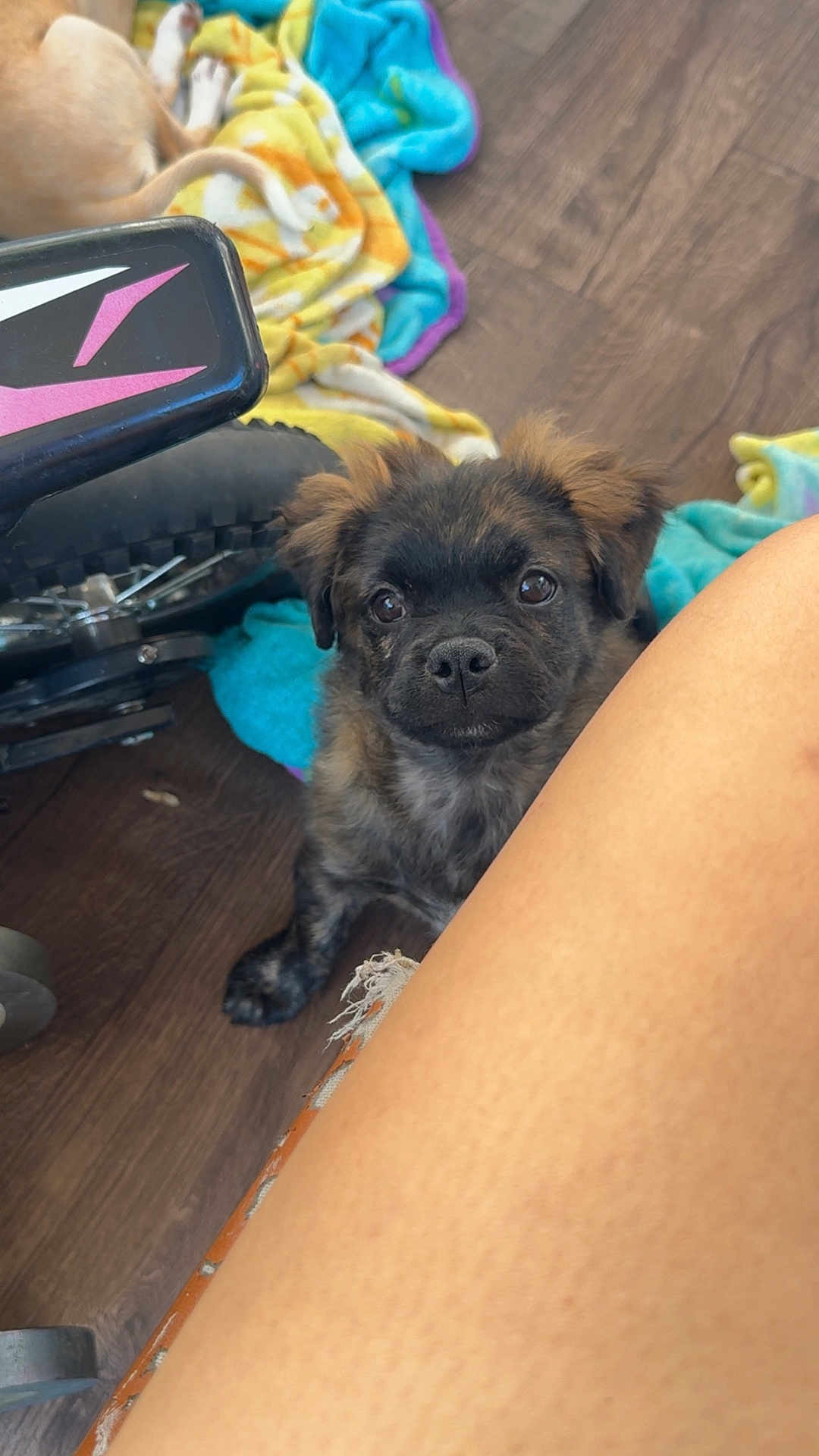 Rex