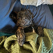 Rex is registered to the contest to win money with this photo: dog, brindle, pet, bed, blanket, quilt, cozy, resting, indoors, cute, animal, fur, paw, snuggle, comfort, sleepy, expression, looking_up, portrait, relaxation