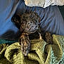 dog, brindle, pet, bed, blanket, quilt, cozy, resting, indoors, cute, animal, fur, paw, snuggle, comfort, sleepy, expression, looking_up, portrait, relaxation