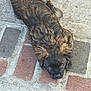 dog, lying_down, brown_fur, black_face, outdoor, brick_floor, concrete, pet, animal, looking_up, ears, cute, fluffy, canine, portrait, resting, closeup, ground, texture, paw