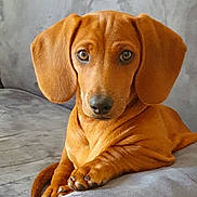 Marley participe au concours pour gagner de l'argent avec cette photo : dog, dachshund, puppy, pet, animal, couch, gray_couch, indoor, cute, looking_at_camera, ears, fur, paw, relaxed, domestic_animal, companion, young_dog, snout, sitting, portrait