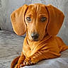 dog, dachshund, puppy, pet, animal, couch, gray_couch, indoor, cute, looking_at_camera, ears, fur, paw, relaxed, domestic_animal, companion, young_dog, snout, sitting, portrait