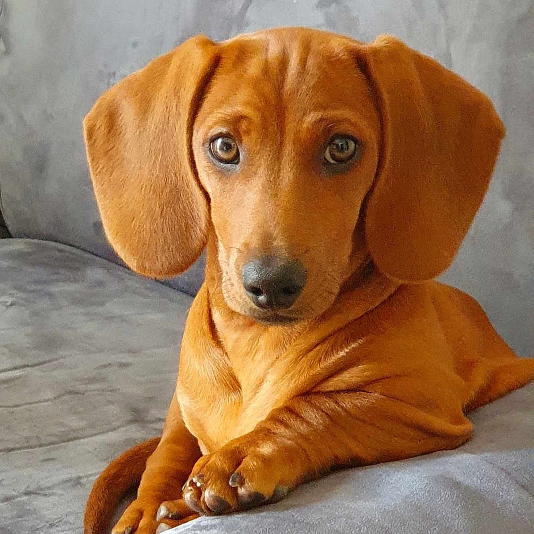 Marley participe au concours pour gagner de l'argent avec cette photo : dog, dachshund, puppy, pet, animal, couch, gray_couch, indoor, cute, looking_at_camera, ears, fur, paw, relaxed, domestic_animal, companion, young_dog, snout, sitting, portrait