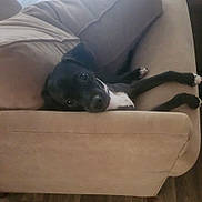 Oakley is registered to the contest to win money with this photo: dog, black_and_white, couch, indoor, relaxed, pet, canine, furniture, floor, comfort, laying_down, home, cozy, resting, animal, paw, looking_up, soft, living_room, domestic