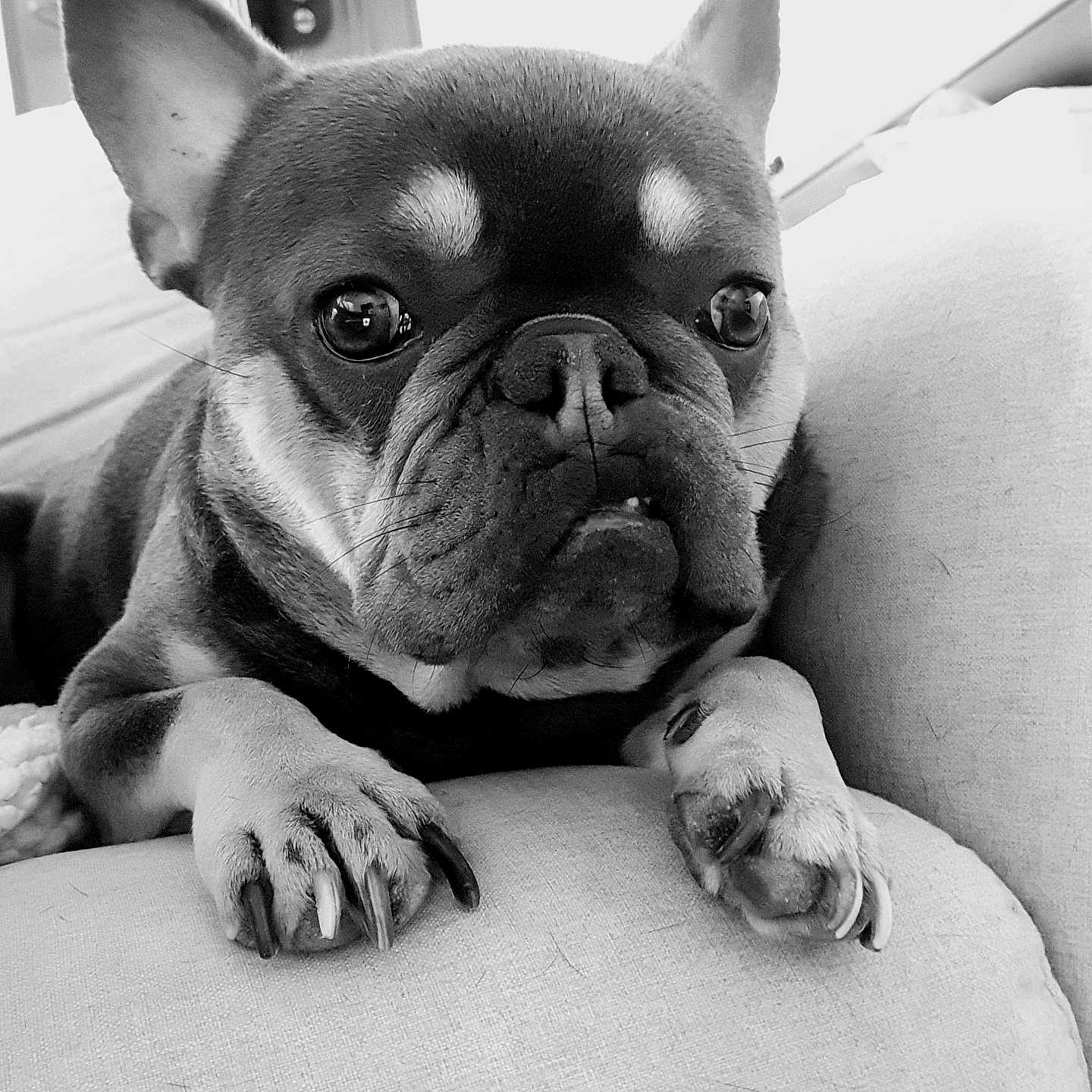 Stitch participe au concours pour gagner de l'argent avec cette photo : animal, black_and_white, canine, close_up, companion, couch, cute, dog, domestic, ears, face, french_bulldog, indoor, laying, paws, pet, portrait, relaxed, snout, wrinkles