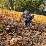 Phoenix is registered to the contest to win money with this photo: dog, french_bulldog, blue_eye, brown_eye, autumn, leaves, outdoor, grass, nature, pet, animal, fall, sunlight, canine, ground, forest, trees, curious, walking, close_up