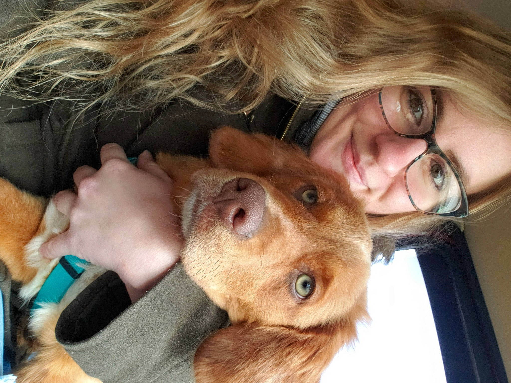 Cedar is registered to the contest to win money with this photo: carnivore, companion_dog, dog, dog_breed, ear, eye, eyelash, fawn, gesture, glasses, jaw, liver, mouth, nose, organ, skin, smile, sunglasses, vision_care, working_animal