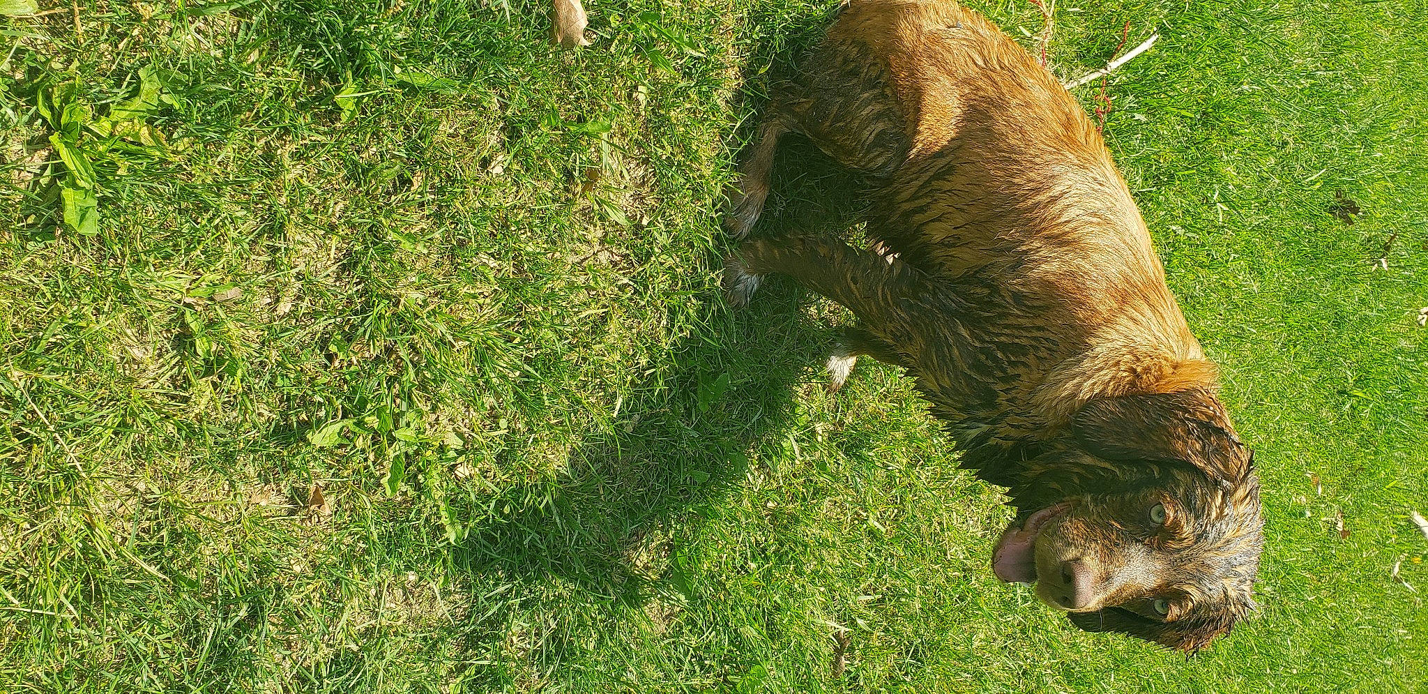 Cedar is registered to the contest to win money with this photo: boar, brown_bear, carnivore, dog_breed, fawn, grass, grass_family, grassland, grazing, grizzly_bear, groundcover, lawn, liver, livestock, plant, snout, tail, terrestrial_animal, trunk, working_animal