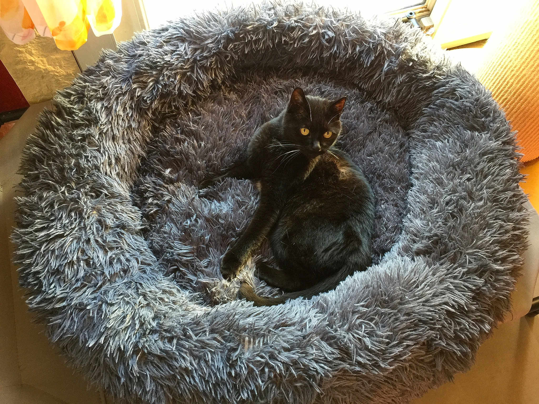 Bébé