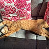 cat, ginger_cat, stretching, couch, sofa, cushion, red_flower_pattern, sunlight, shadow, indoor, relaxing, pet, fur, whiskers, sleeping, comfortable, home, cozy, domestic, resting