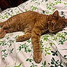 cat, ginger_cat, pet, indoor, bed, blanket, leaf_pattern, fur, relaxed, stretching, animal, cute, whiskers, resting, comfy, domestic_cat, sleepy, feline, cozy, home