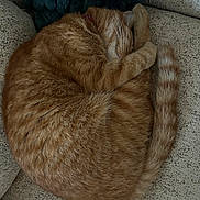 Butter joined the competition — help win amazing prizes! cat, orange_tabby, sleeping, curled_up, paw_covering_face, feline, pet, indoor, couch, furniture, cozy, nap, fur, whiskers, tail, resting, animal, domestic, cute, relaxed