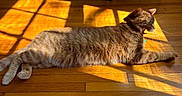 Butter joined the competition — help win amazing prizes! cat, tabby, yawning, sunlight, wooden_floor, indoor, pet, feline, relaxing, sunbeam, animal, cozy, stretching, domestic_cat, whiskers, fur, shadow, natural_light, home, comfort