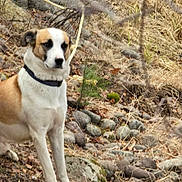 Champ joined the competition — help win amazing prizes! dog, outdoor, nature, rocks, grass, leaves, animal, pet, collar, sitting, brown, white, canine, forest_floor, dry, quiet, calm, wildlife, earth, daytime