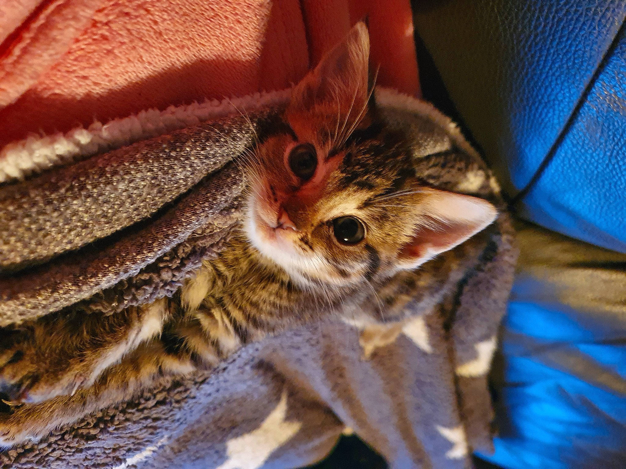 Jinx joined the competition — help win amazing prizes! cat, claw, close_up, comfort, domestic_short_haired_cat, fawn, felidae, fur, linens, macro_photography, pattern, paw, peach, small_to_medium_sized_cats, terrestrial_animal, whiskers, wildlife