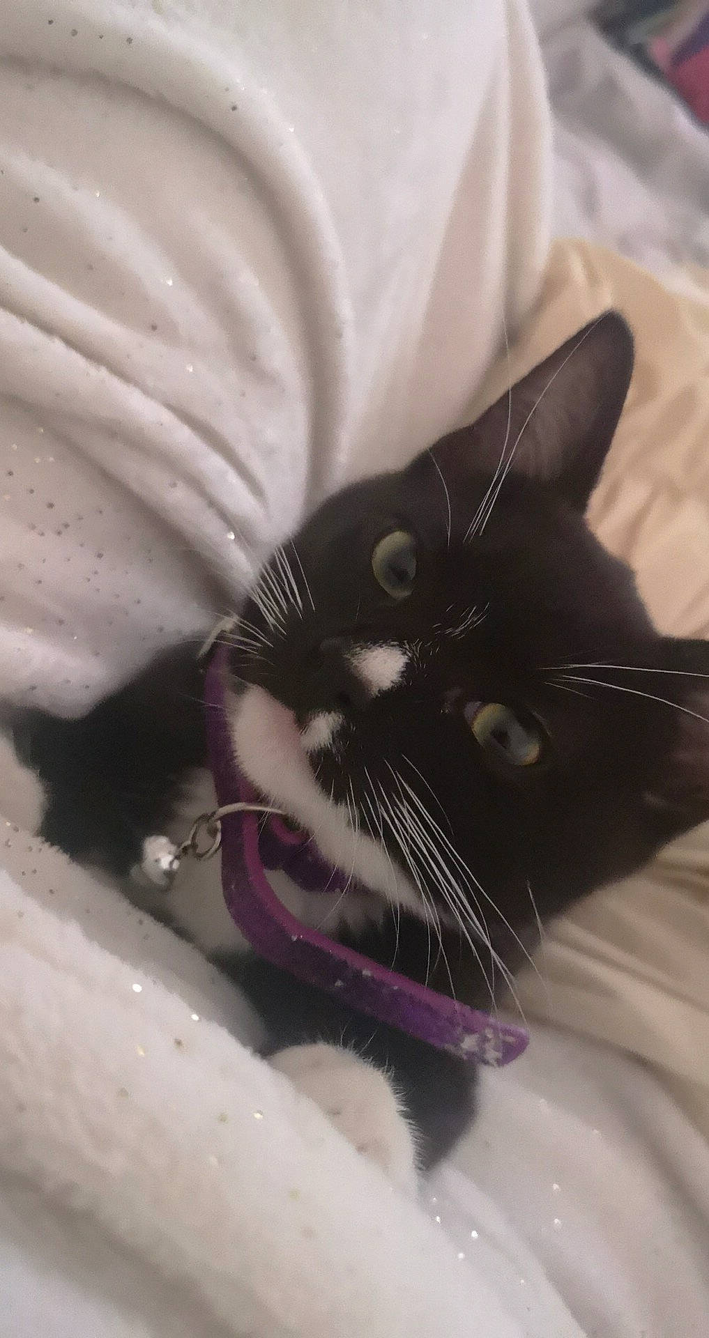 Dahlia is registered to the contest to win money with this photo: black_cat, carnivore, cat, domestic_short_haired_cat, eye, felidae, kitten, nose, small_to_medium_sized_cats, snout, whiskers