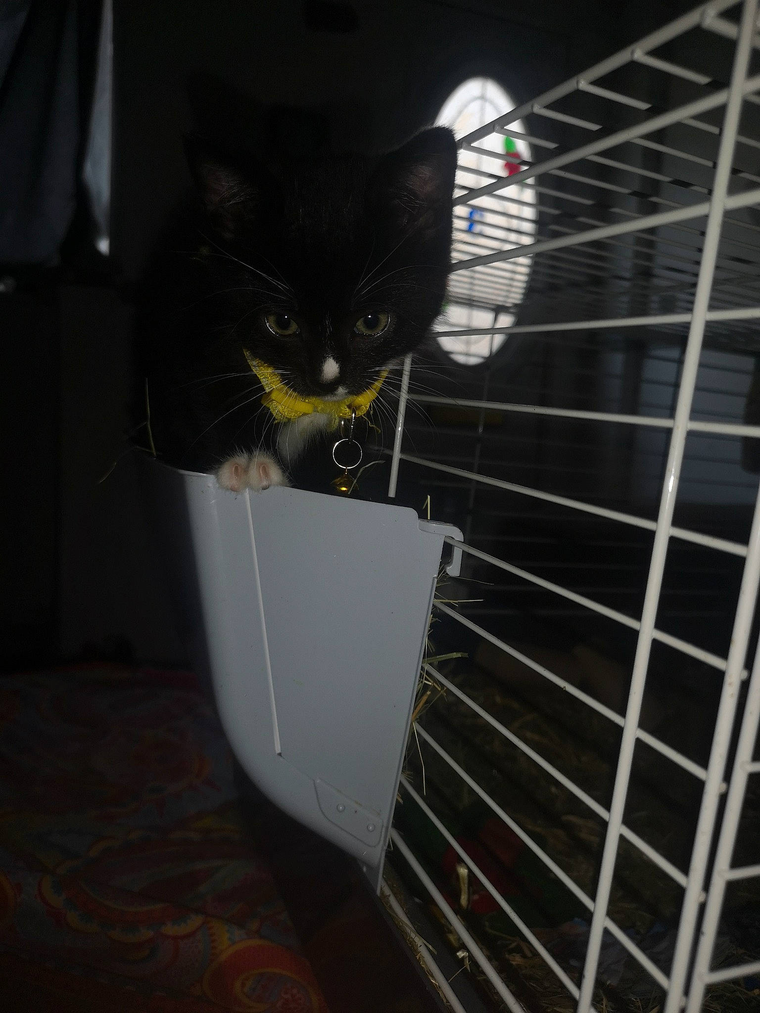 Dahlia is registered to the contest to win money with this photo: animal_shelter, black_cat, carnivore, cat, felidae, kitten, small_to_medium_sized_cats, whiskers