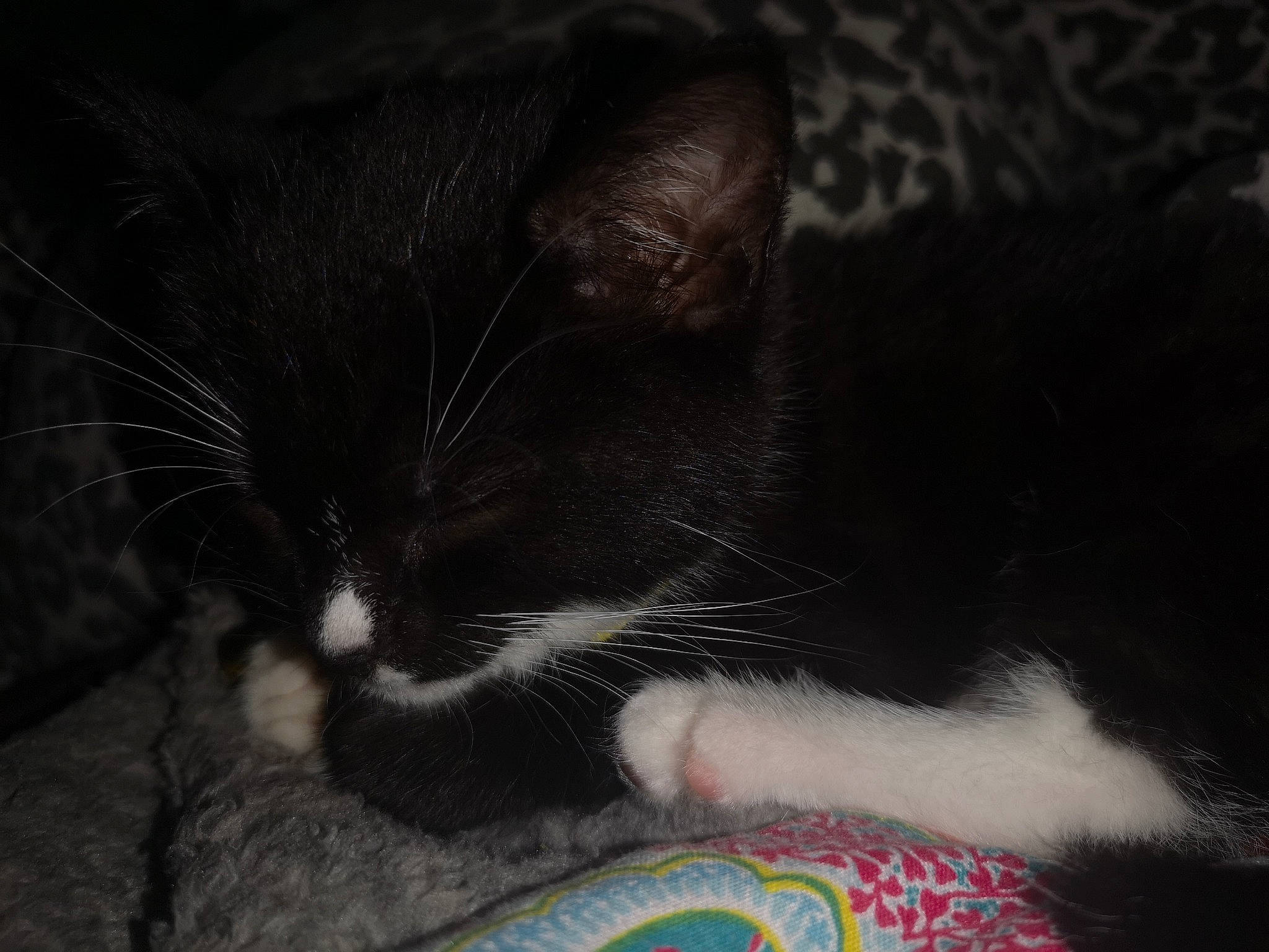 Dahlia is registered to the contest to win money with this photo: asian, black, black_cat, carnivore, cat, domestic_short_haired_cat, ear, european_shorthair, eye, felidae, fur, kitten, norwegian_forest_cat, nose, polydactyl_cat, small_to_medium_sized_cats, snout, whiskers