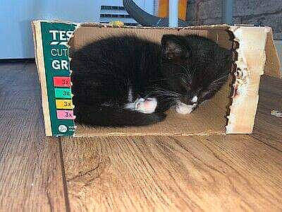 Dahlia is registered to the contest to win money with this photo: black_cat, carnivore, cat, domestic_short_haired_cat, european_shorthair, felidae, floor, flooring, fur, hardwood, kitten, laminate_flooring, polydactyl_cat, small_to_medium_sized_cats, snout, tail, whiskers, wood, wood_flooring