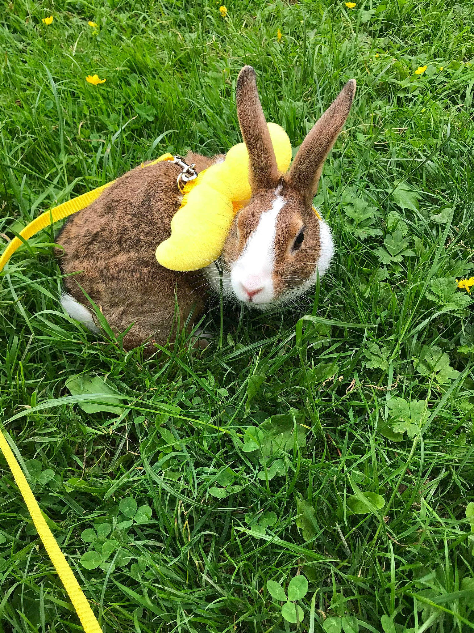 Dandelion joined the competition — help win amazing prizes! adaptation, domestic_rabbit, eastern_cottontail, fawn, fodder, grass, hare, meadow, organism, plant, rabbit, rabbits_and_hares, whiskers, wood_rabbit