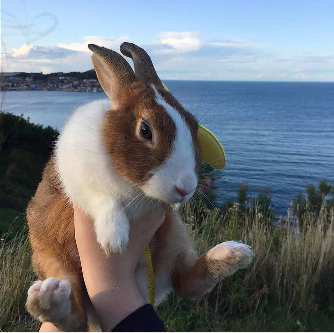 Dandelion is registered to the contest to win money with this photo: domestic_rabbit, fawn, grass, hare, plant, rabbit, rabbits_and_hares, snout, whiskers