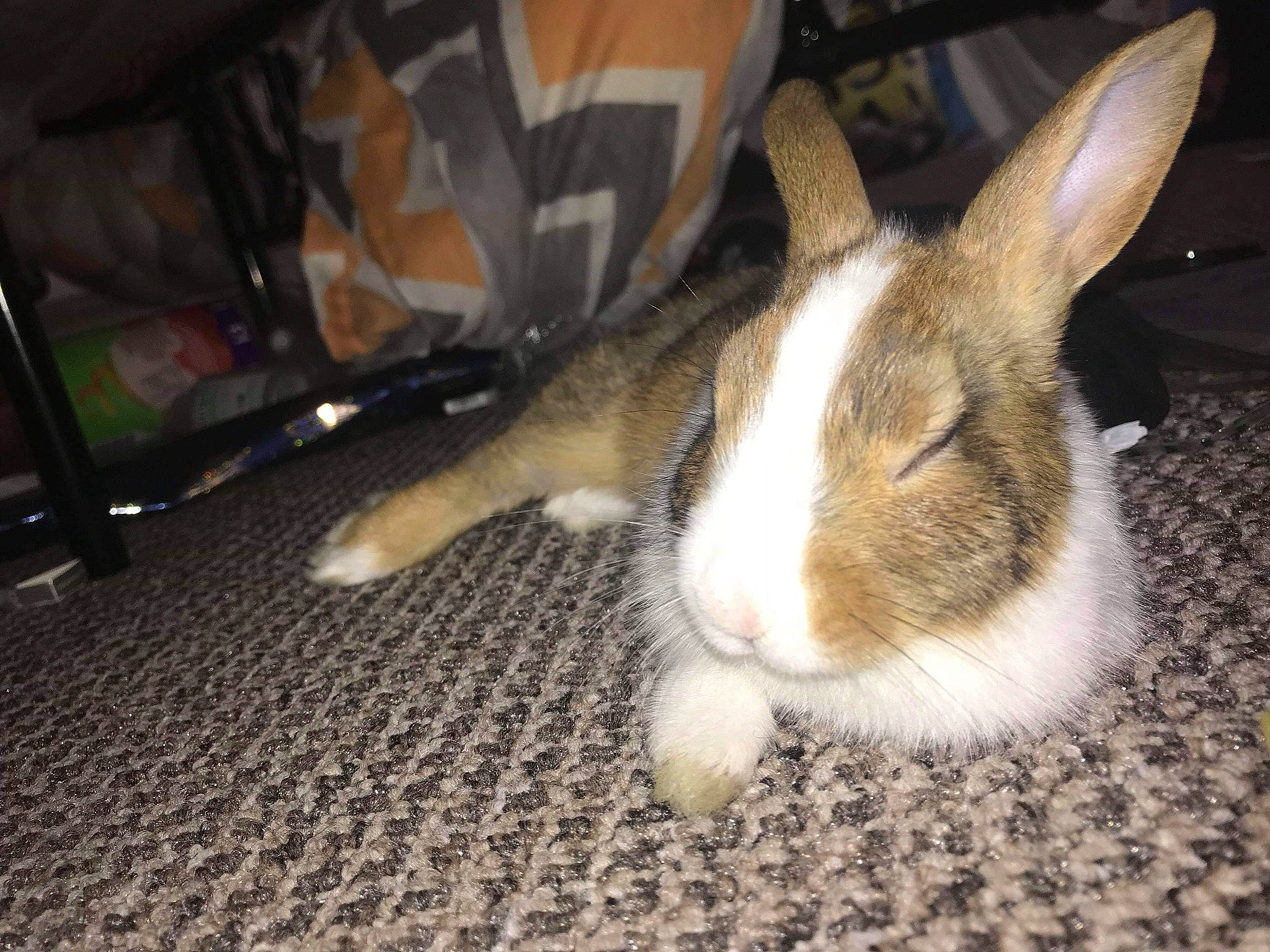 Dandelion joined the competition — help win amazing prizes! domestic_rabbit, ear, fawn, fur, hare, leg, mammal, rabbit, rabbits_and_hares, tail, whiskers