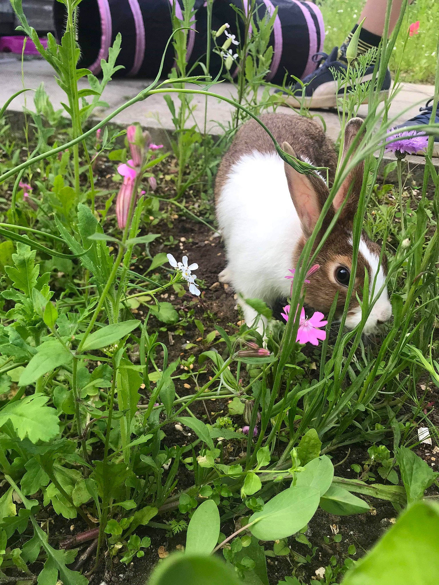 Dandelion is registered to the contest to win money with this photo: canidae, fawn, flower, grass, grass_family, nepeta, perennial_plant, plant