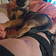 Tonto joined the competition — help win amazing prizes! puppy, dog, leg_brace, blanket, indoor, room, posters, collectibles, bed, furniture, collar, pet, resting, cozy, comfort, young_dog, canine, fur, curious, animal