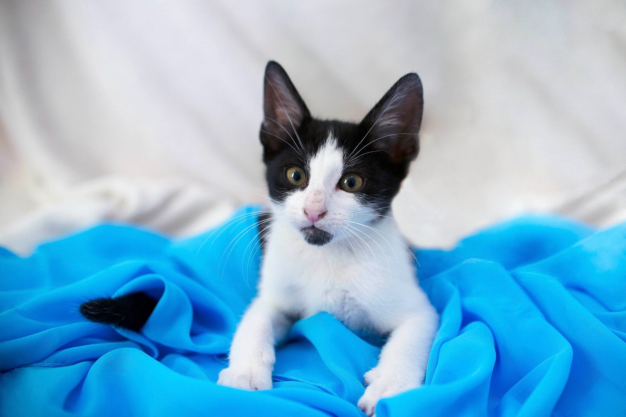 Kovu participe au concours pour gagner de l'argent avec cette photo : carnivore, cat, cat_supply, comfort, electric_blue, eye, felidae, fur, paw, sitting, small_to_medium_sized_cats, snout, tail, whiskers