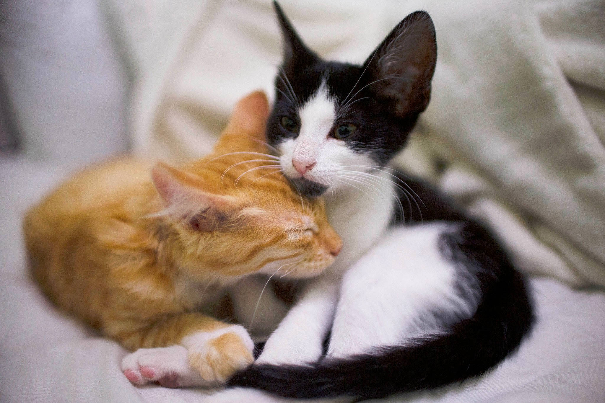 Kovu participe au concours pour gagner de l'argent avec cette photo : carnivore, cat, claw, comfort, domestic_short_haired_cat, felidae, foot, fur, human_leg, nap, paw, sitting, small_to_medium_sized_cats, snout, tail, tree, whiskers