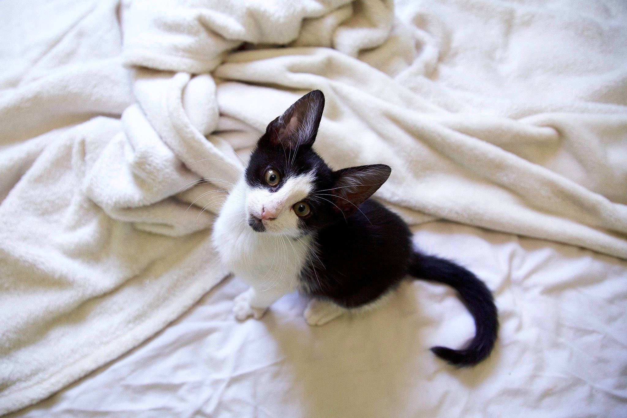 Kovu participe au concours pour gagner de l'argent avec cette photo : bed_sheet, bedding, carnivore, cat, comfort, domestic_short_haired_cat, ear, felidae, fur, grey, linens, paw, small_to_medium_sized_cats, tail, whiskers, wood