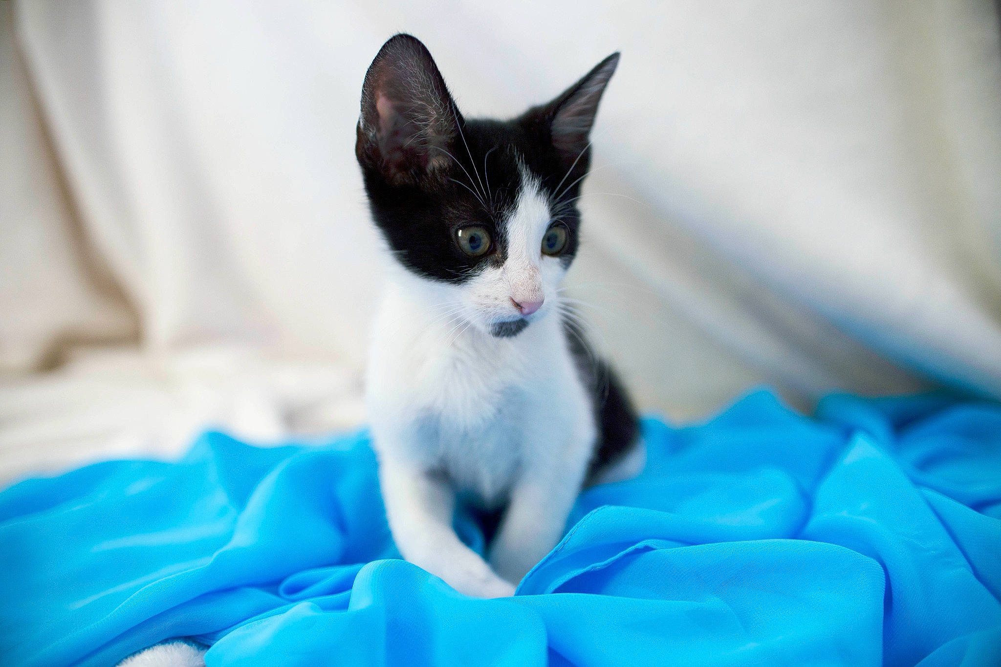 Kovu participe au concours pour gagner de l'argent avec cette photo : carnivore, cat, comfort, domestic_short_haired_cat, electric_blue, felidae, fur, linens, sitting, small_to_medium_sized_cats, snout, whiskers