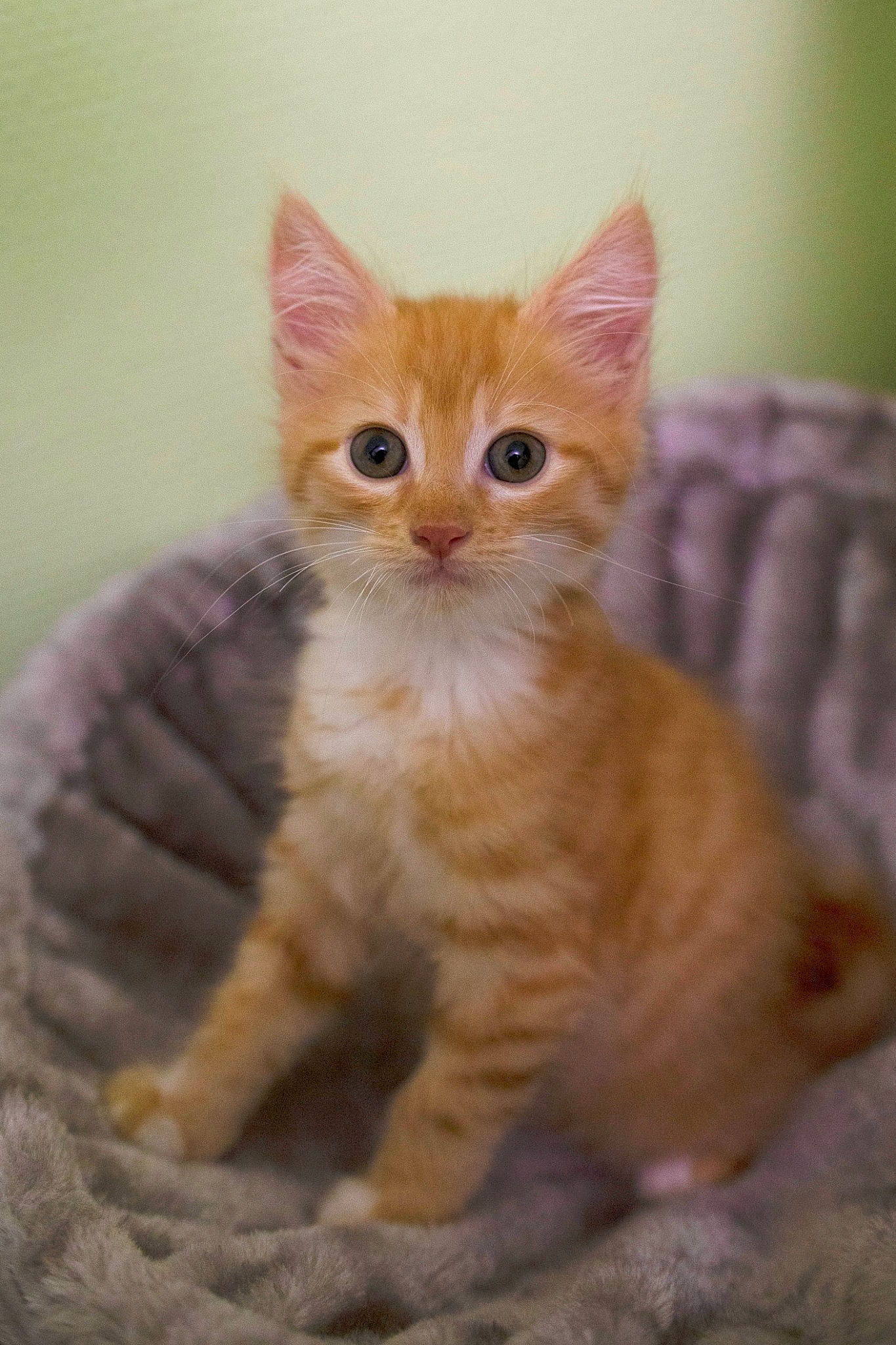 Phoenix participe au concours pour gagner de l'argent avec cette photo : carnivore, cat, claw, domestic_short_haired_cat, eye, fawn, felidae, fur, iris, paw, peach, small_to_medium_sized_cats, snout, tail, terrestrial_animal, whiskers