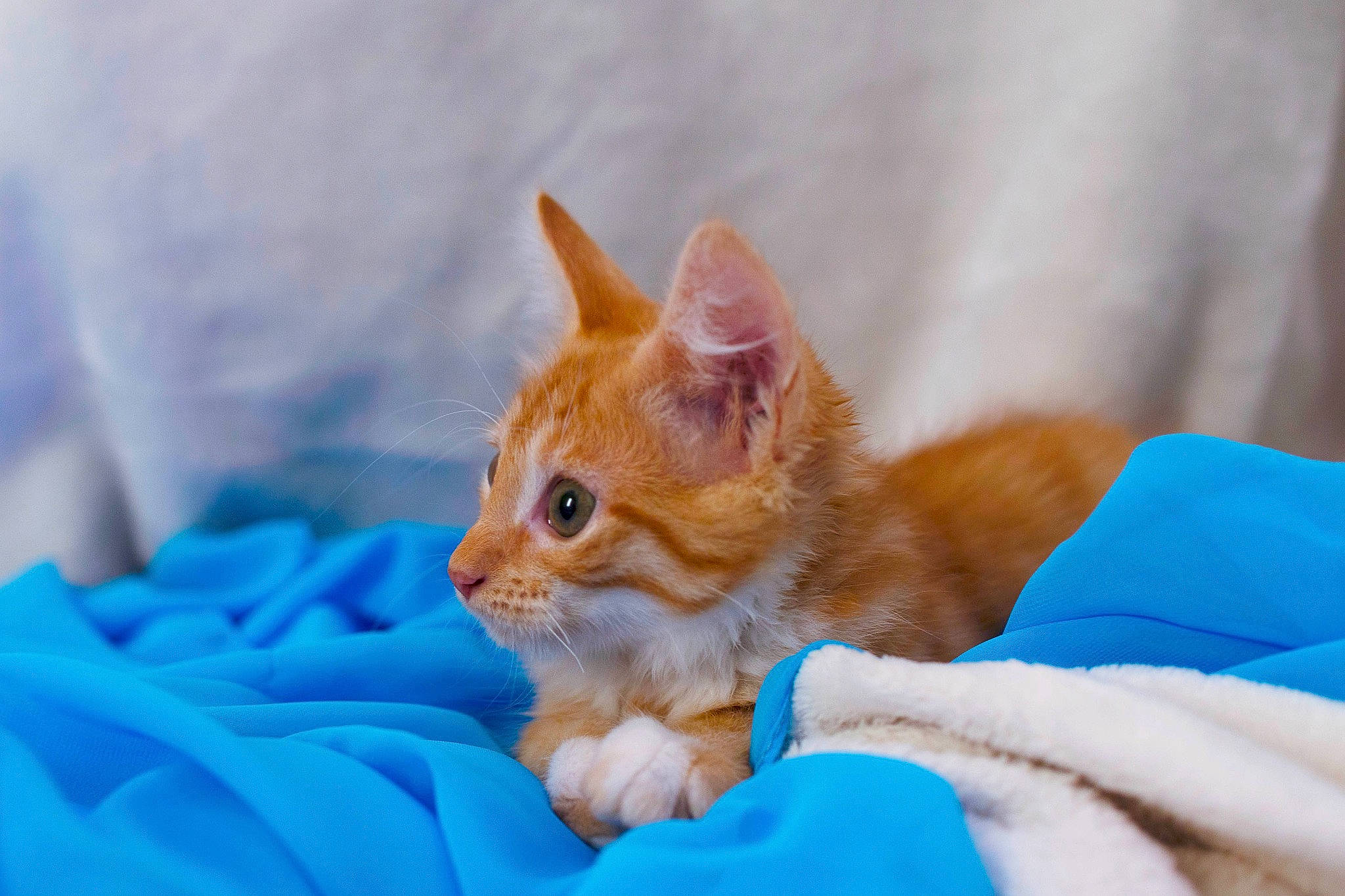 Phoenix participe au concours pour gagner de l'argent avec cette photo : carnivore, cat, claw, comfort, domestic_short_haired_cat, electric_blue, fawn, felidae, fur, linens, paw, small_to_medium_sized_cats, snout, tail, whiskers, wildlife